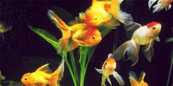 Как самому сделать аквариум в домашних условиях: фото, видео и схемы На чем остановить свой выбор